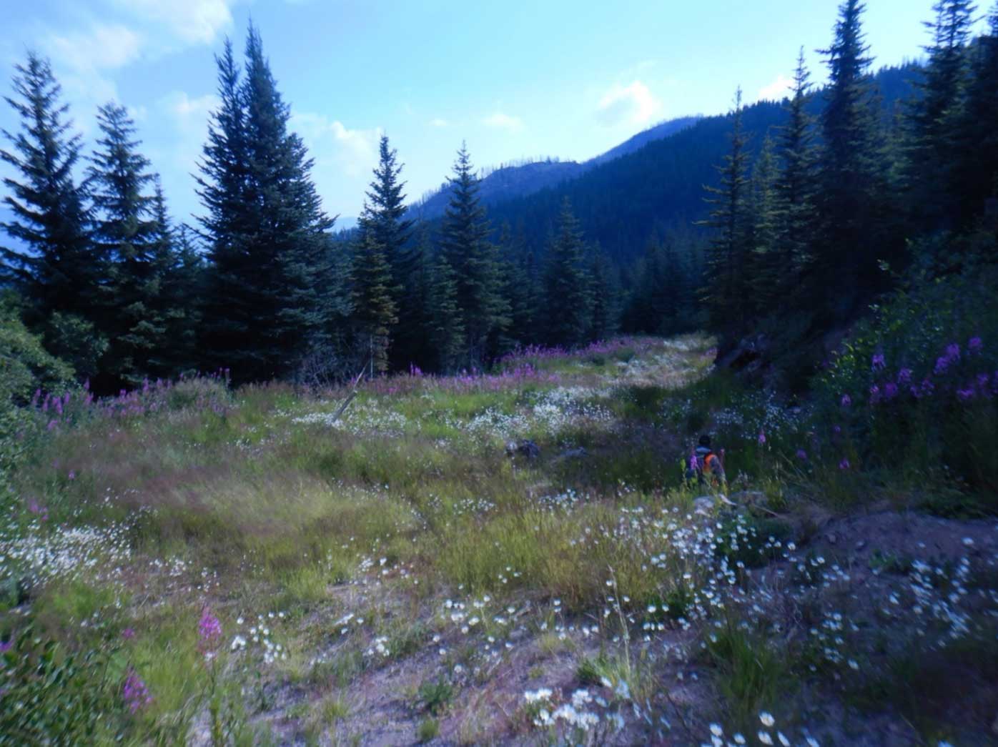 Skoonka Central DBT, 500m east of Deadwood